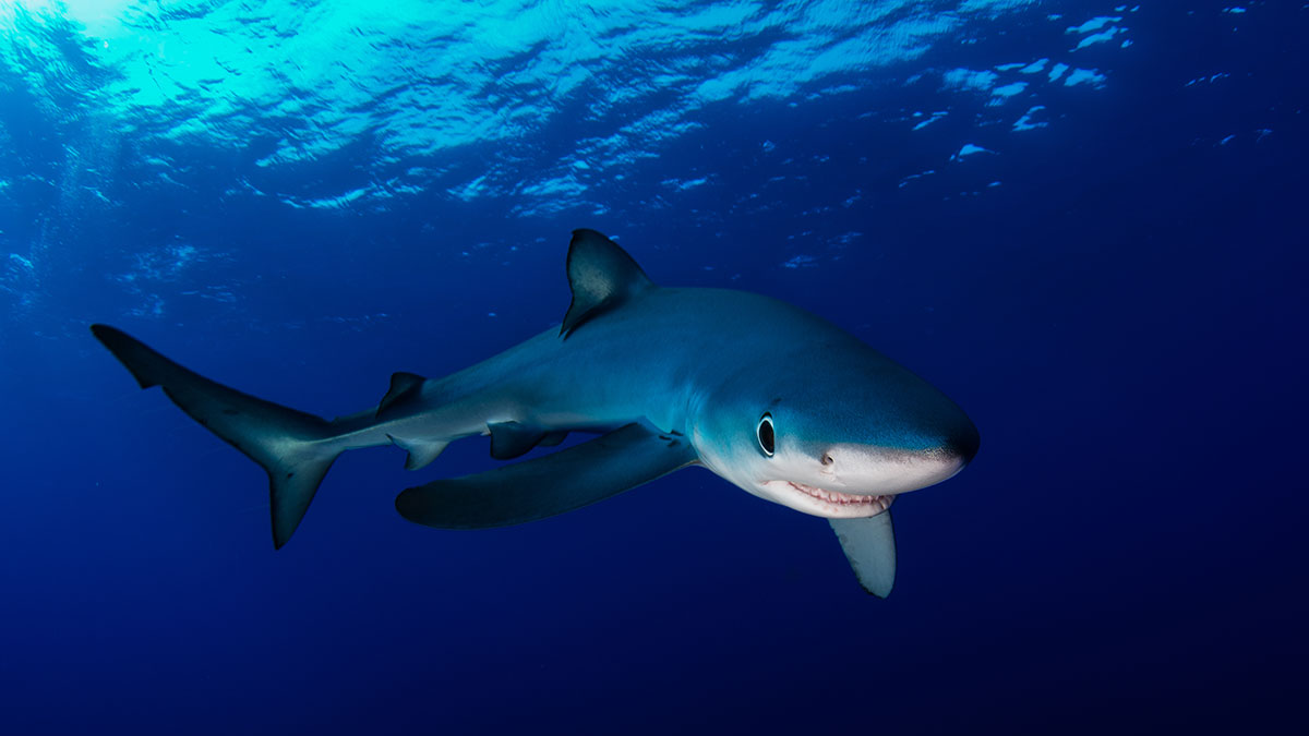 Blue shark