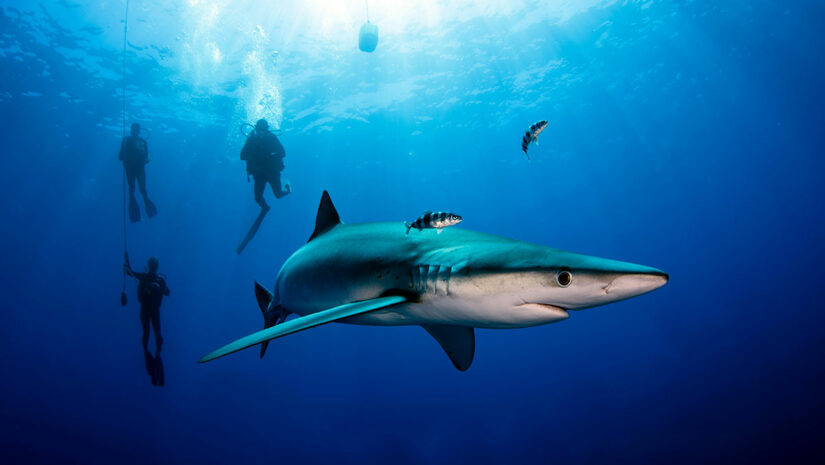 Blue shark
