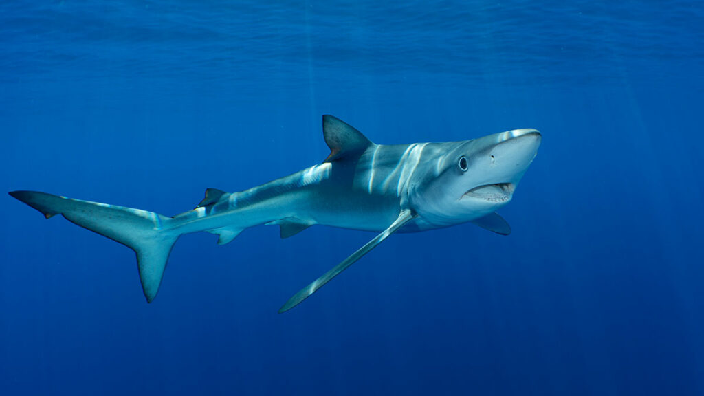 Blue shark