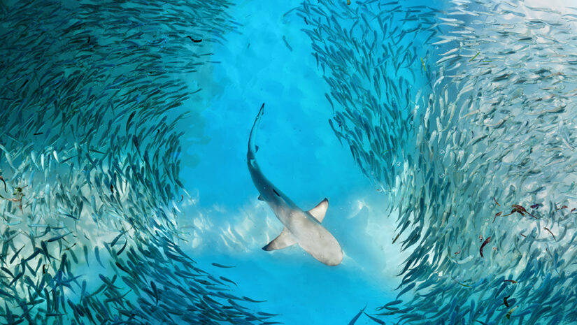 overview image of a shark surrounded by smaller fish