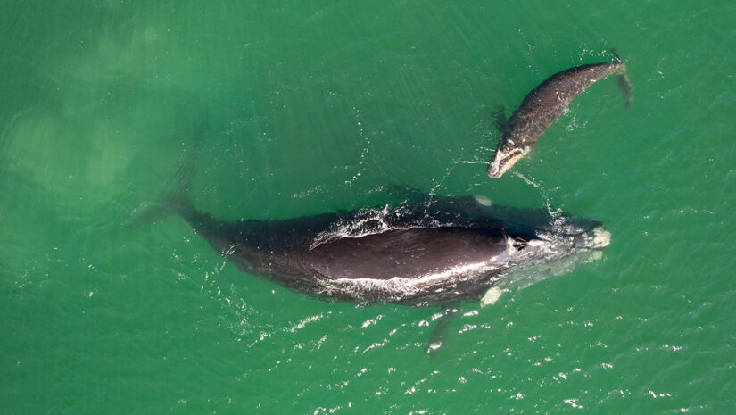 Overhead aerial view of a Southern Right Whales, mom and her newborn calf.