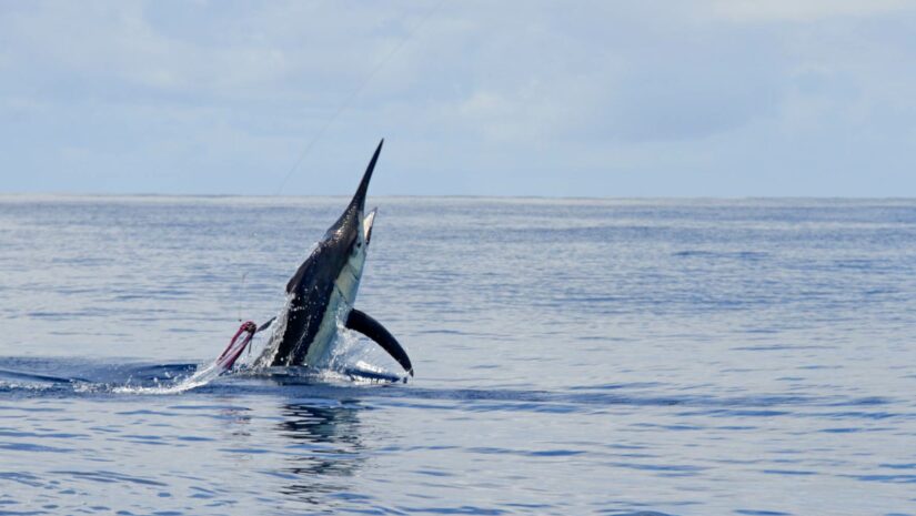 a marlin rising from the ocean waters