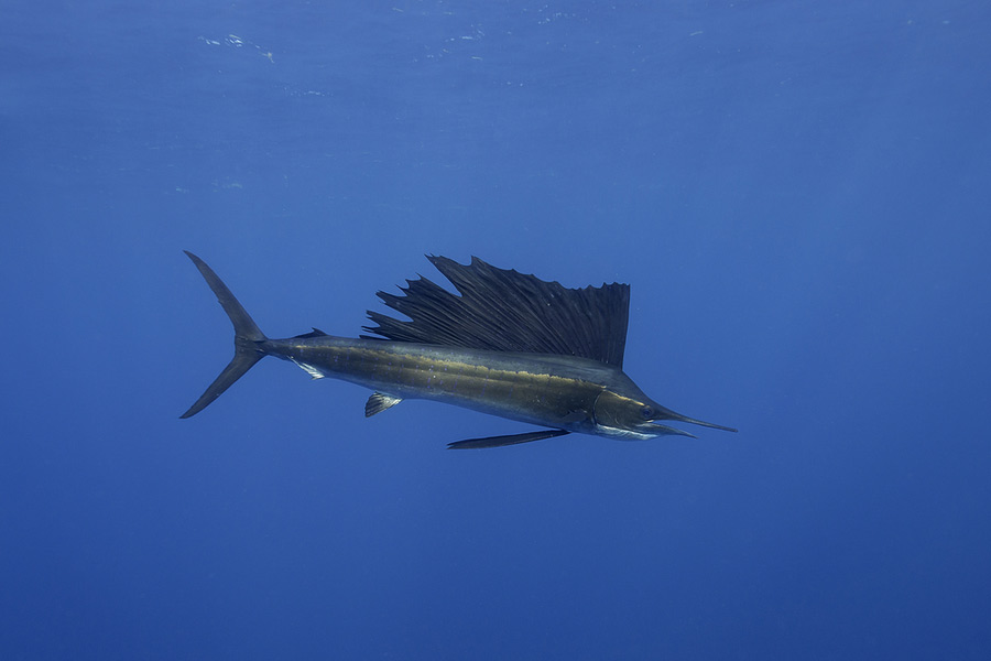 Swordfish vs Marlin vs Sailfish Identifying Billfishes