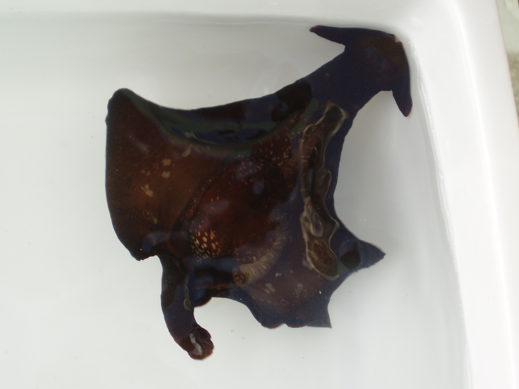 Photo of an Atlantic Black Sea Hare