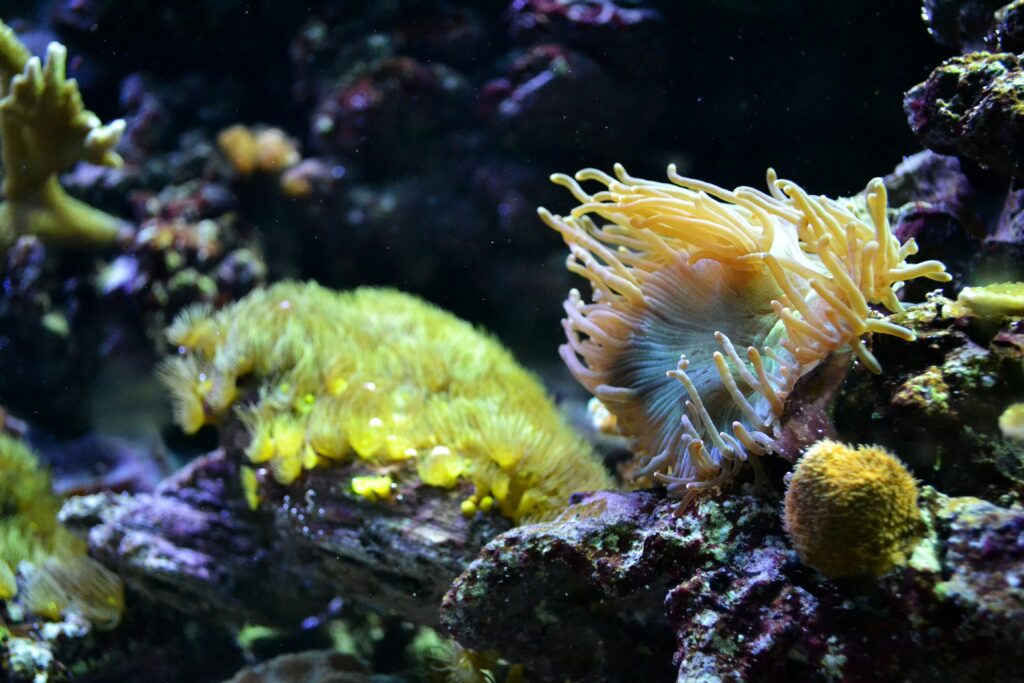 A picture of an anemone