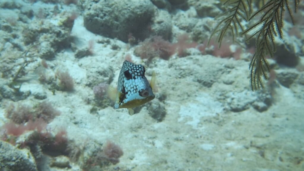 a fish looking straight at the camera