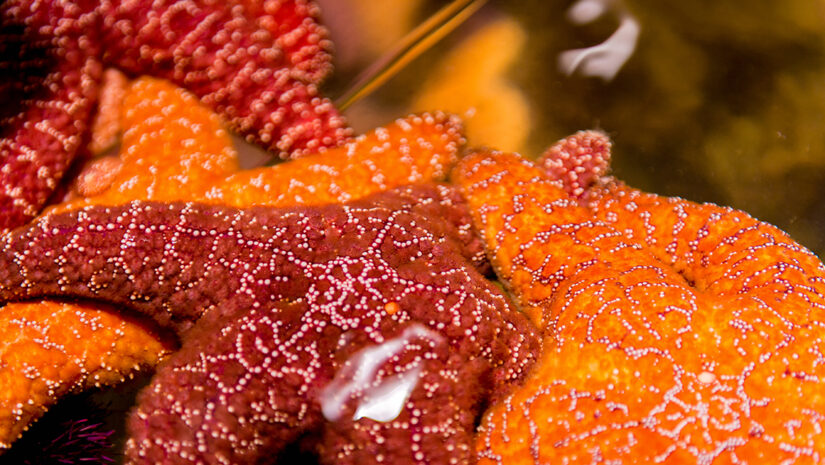 SAN FRANCISCO, USA - OCT 5, 2015: Starfish in the Aquarium in the Californian Academy of Sciences, a natural history museum in San Francisco, California. It was established in 1853 By Anton Ivanov Photo