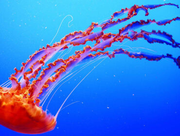 Orange sea nettle jellyfish in blue water background