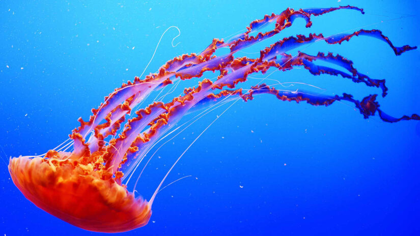 Orange sea nettle jellyfish in blue water background