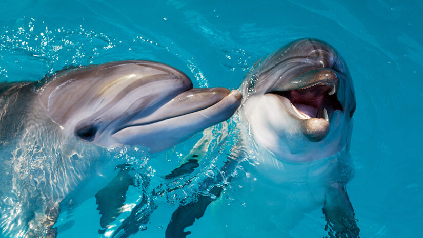 Dolphin Communication