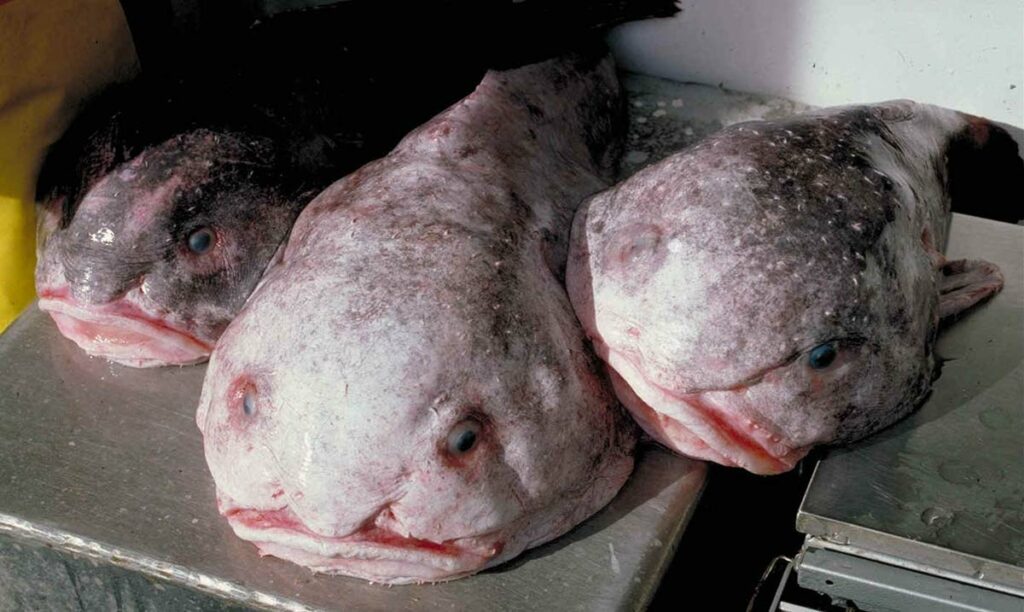 Blobfish, facts and information