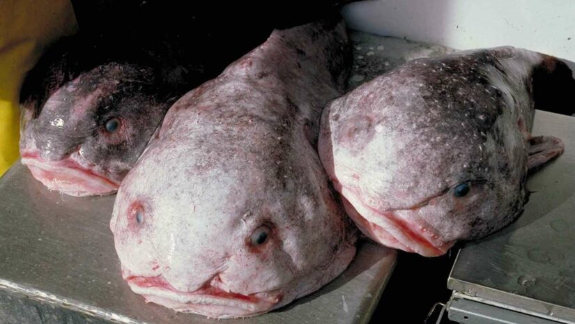 Psychrolutes phrictus blobfish facts above water