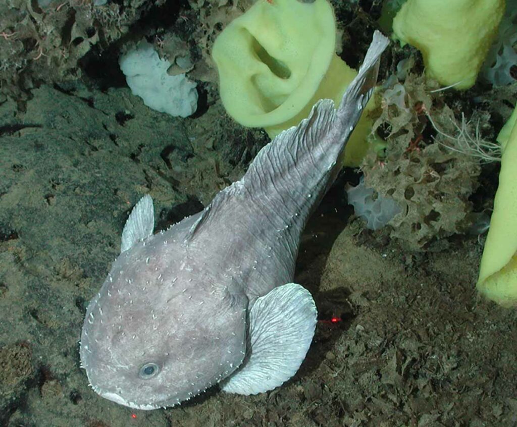 Deep-sea blob sculpin (Psychrolutes phrictus) blobfish underwater; yellow Picasso sponge (Staurocalyptus sp.); and white ruffle sponge (Ferrea sp.) at the Davidson Seamount (1317 meters depth). The blob sculpin was first captured in the late 1960s off California; but not scientifically named until 1978. Largest specimens are often marked with rings that may be from squid or octopus tentacle sucker marks. Blob sculpins are opportunistic feeders; most commonly eating sea pens; snails; and crabs.