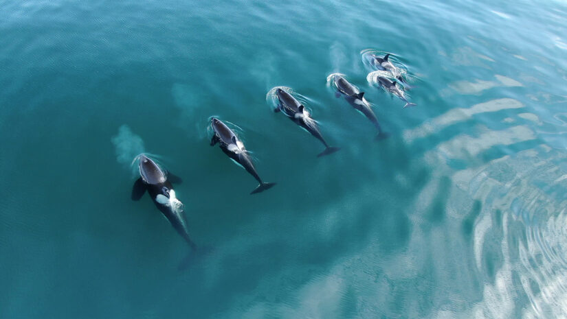 Wild Orcas, "killer whales", traveling in open water.