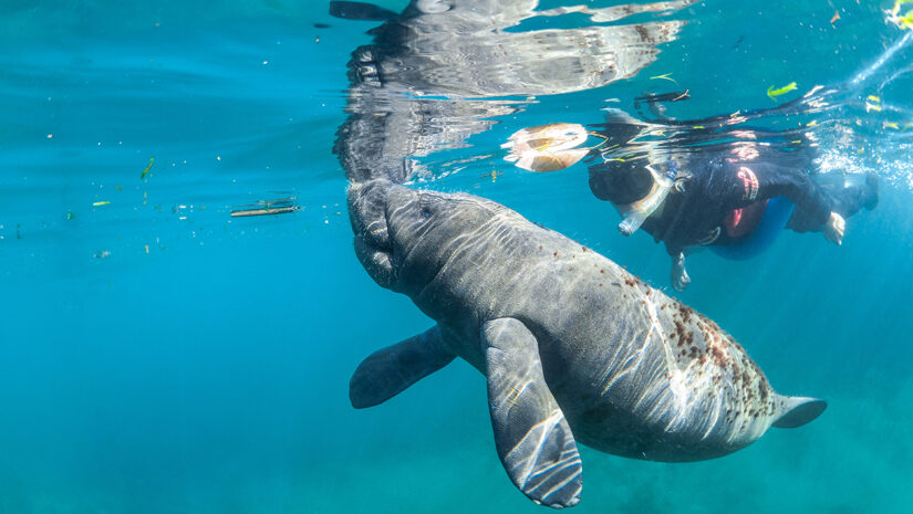 Girl swimming and snorkeling with manatee in florida