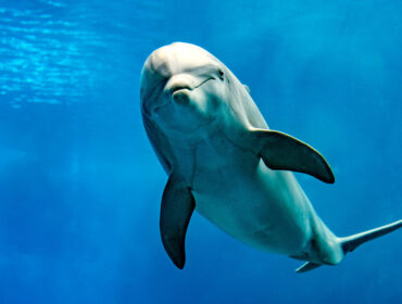 dolphin