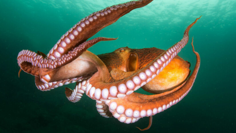 octopus