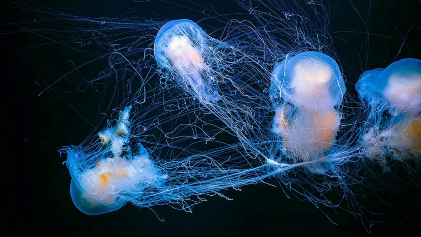 Atlantic sea nettle (Chrysaora quinquecirrha)