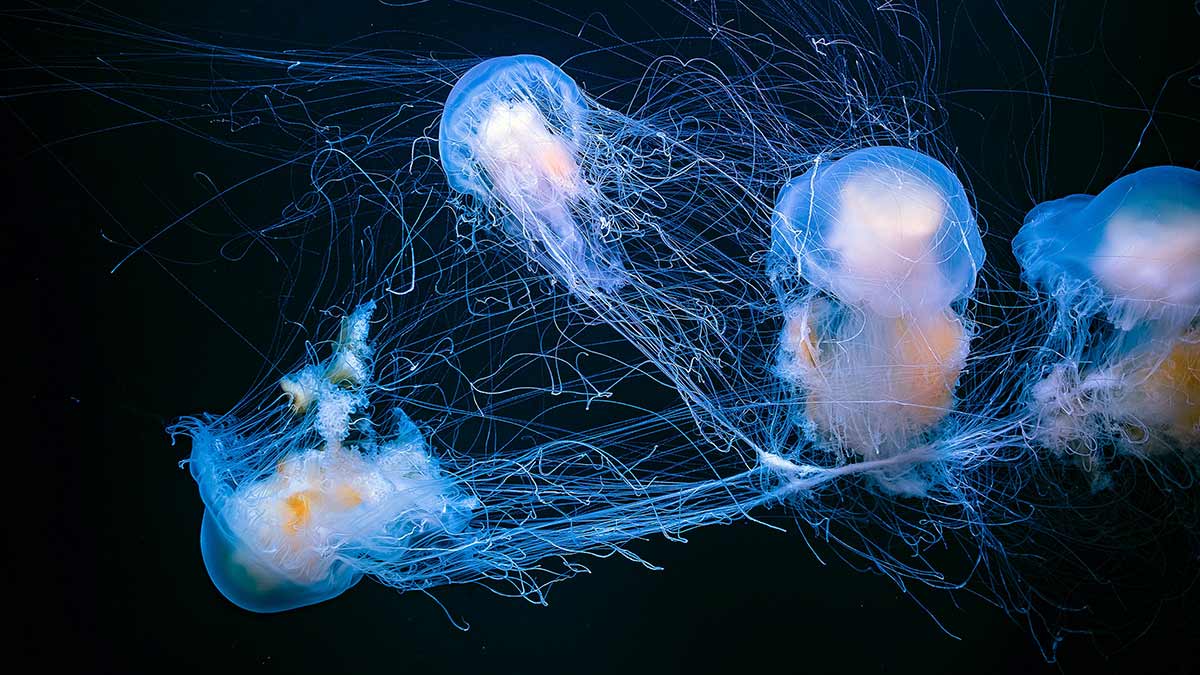 Species Of Jellyfish