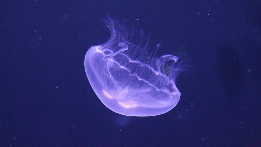 5 Common Jellyfish Types Found on Florida Beaches