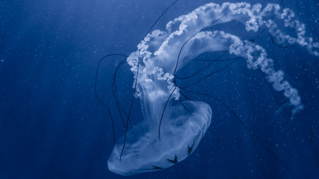 Portuguese man o' war (Physalia physalis) jellyfish