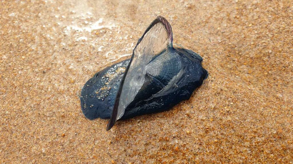 by-the-wind sailor (Velella velella) jellyfish