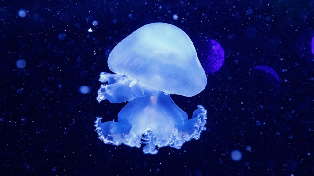 cannonball jellyfish (Stomolophus meleagris) 