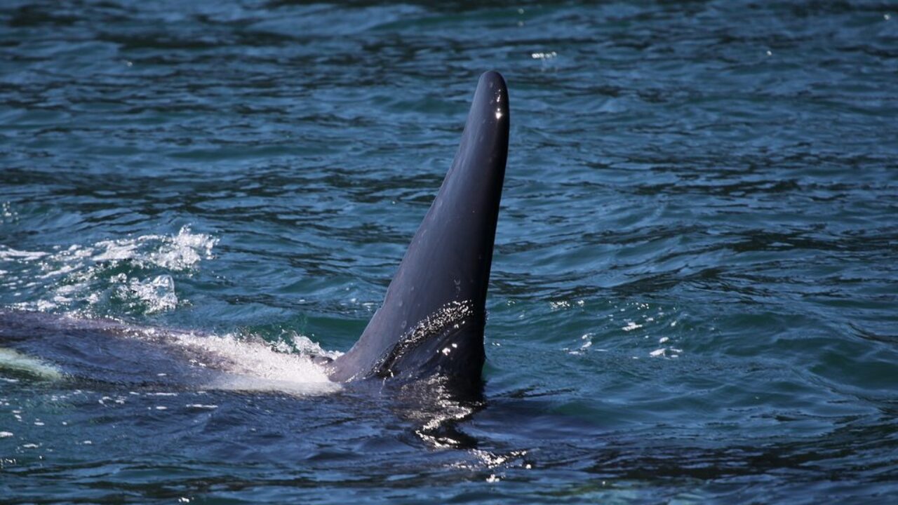 What is the Top Predator in the Ocean? - AquaViews What is the Top Predator in the Ocean? - AquaViews