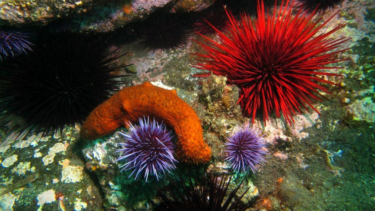 5 Common Marine Creatures of Tide Pools - DeepDive