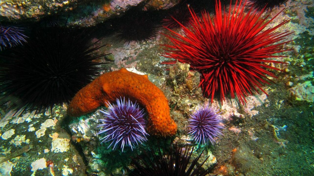 5 Common Marine Creatures of Tide Pools - DeepDive 5 Common Marine Creatures of Tide Pools - DeepDive