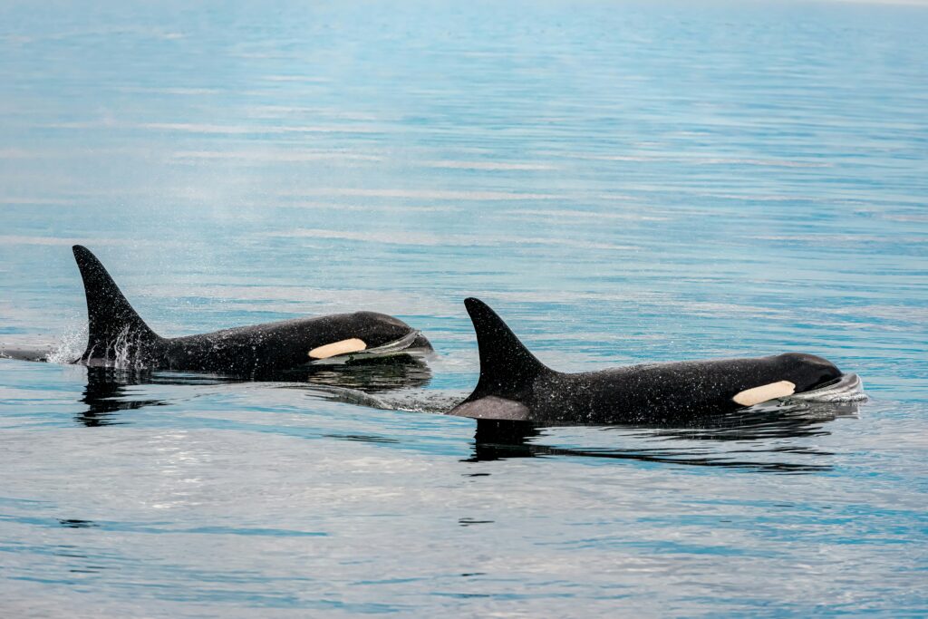 A picture of the top predator in the ocean