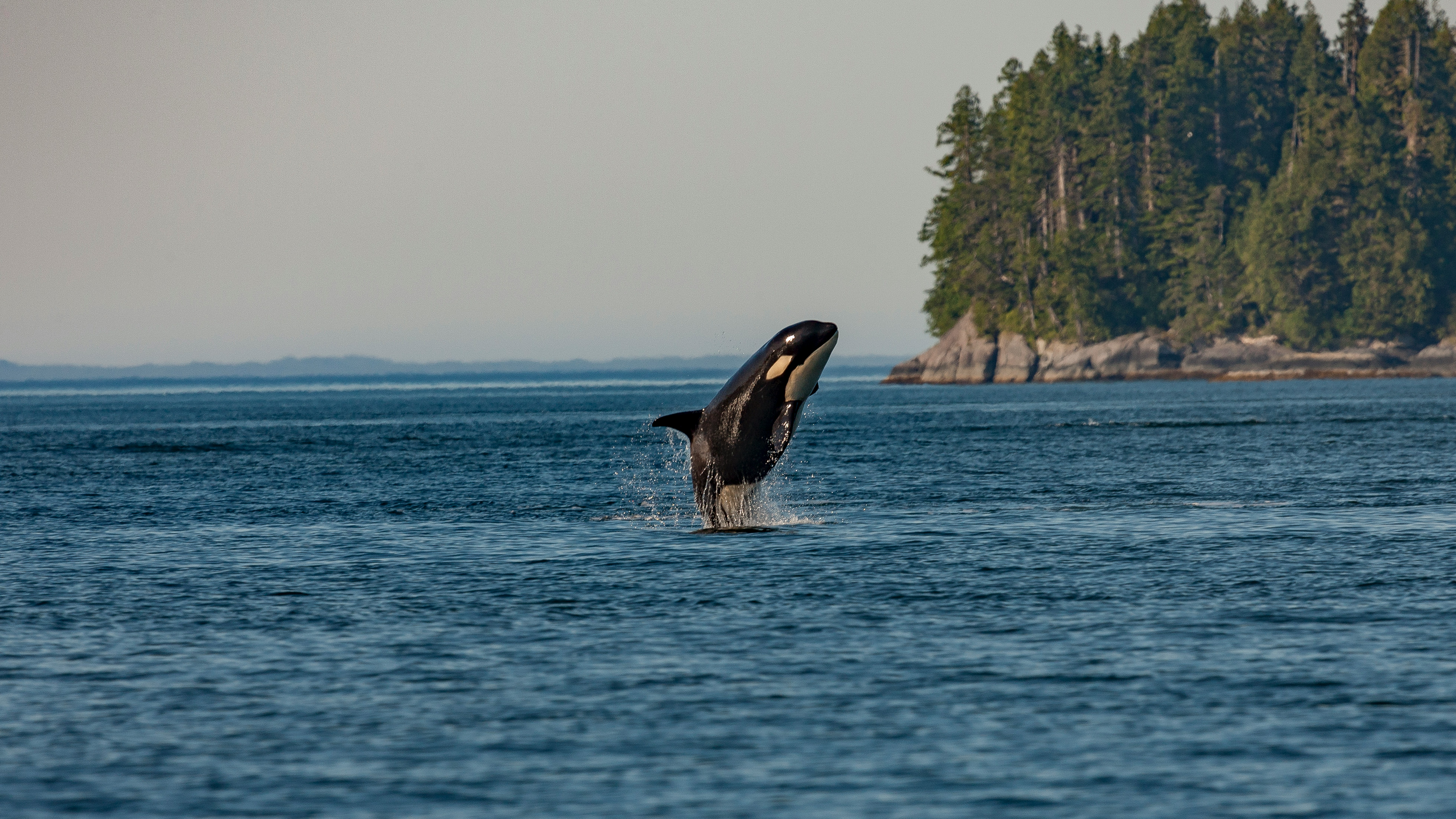 An Orca spotted beyond the surface