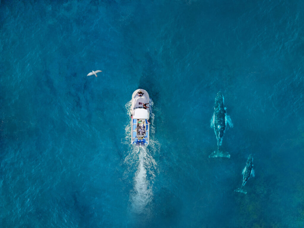 Top view of whales in the Dominican Republic.
