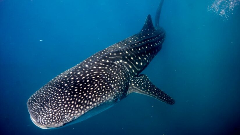 whale shark