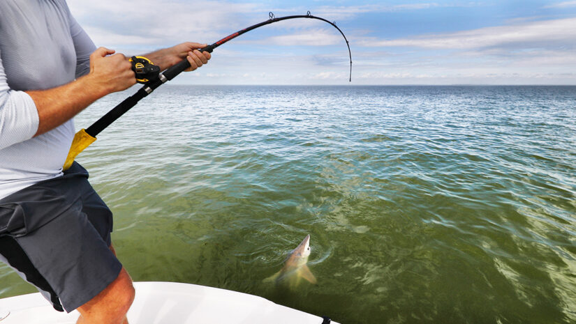 Sports fishing fisherman pulling in a spinner shark out of the ocean