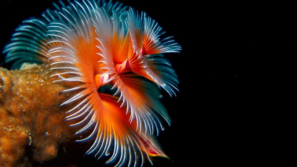 christmas tree worm