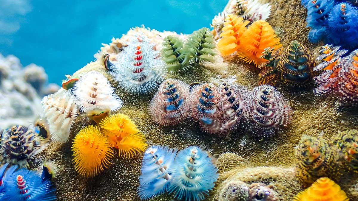 Christmas Tree Worm Nature's Holiday Decorations