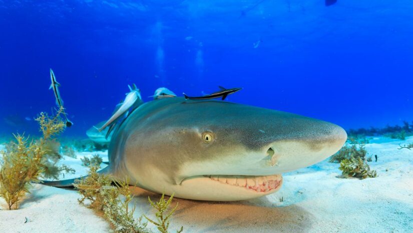 Lemon Shark