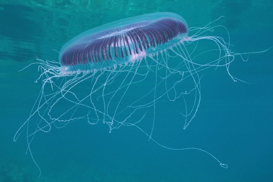 5 Harmless Species of Jellyfish AquaViews