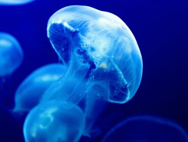 Moon jellyfish