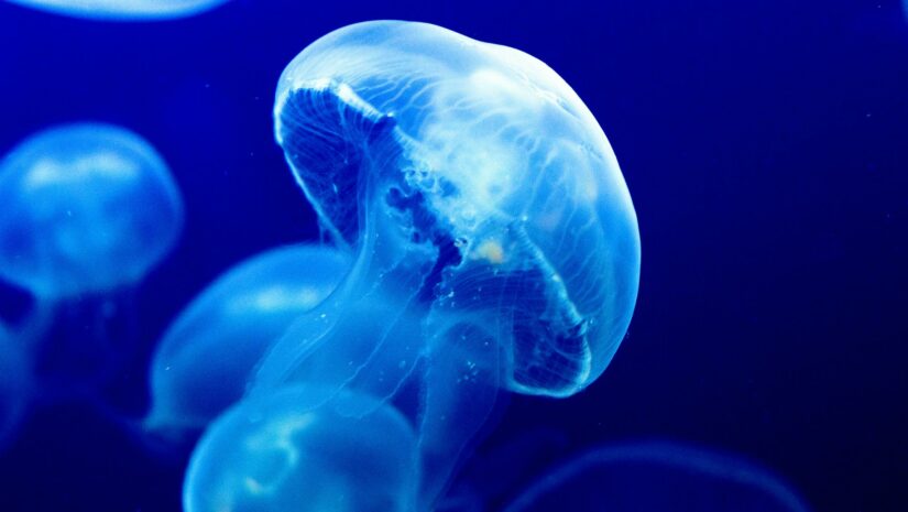 Moon jellyfish