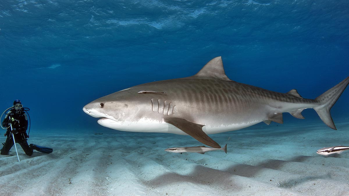 Tiger Shark