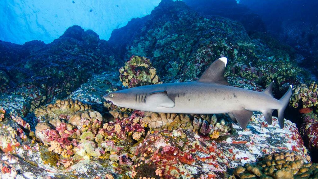 White Tip Reef Shark