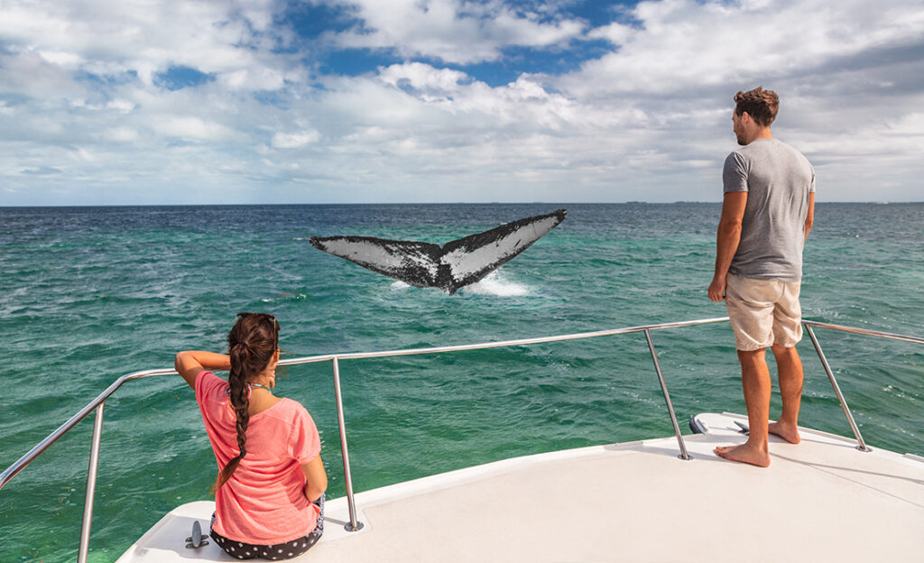 Whale watching boat tour tourists people on ship looking at humpback tail breaching ocean in tropical destination, summer travel vacation. Couple on deck of catamaran.