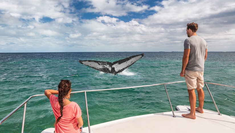 Whale watching boat tour tourists people on ship looking at humpback tail breaching ocean in tropical destination, summer travel vacation. Couple on deck of catamaran.