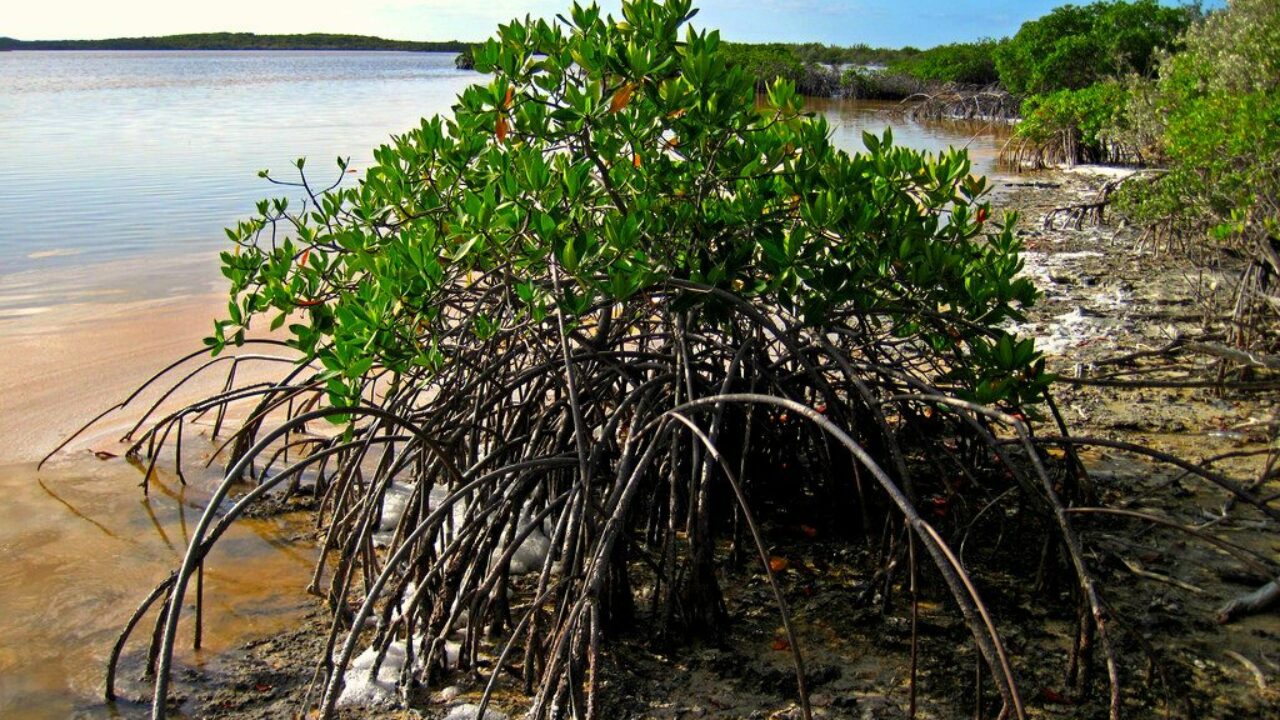 What is a Marine Estuary? What is a Marine Estuary?