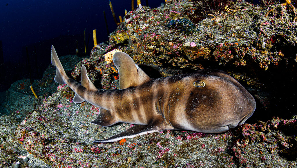 Japanese Horned Bullhead Shark Sleeping on Reefs Underwater in Chiba, Japan