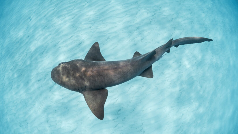 Nurse shark swimming over the sand, the Bahamas by Sophie