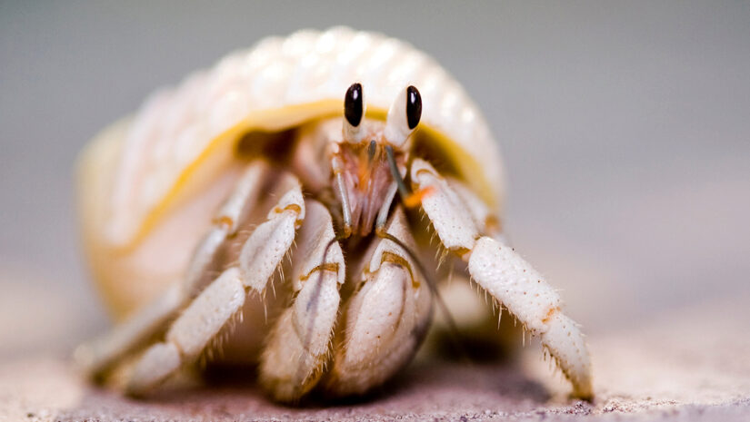 macro shot of white hermit crab peeking out of white shell By lienkie via Adobe Stock