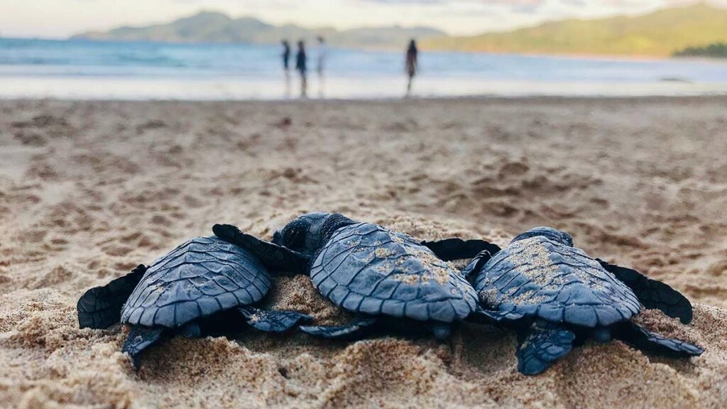 baby sea turtles on sandy beach